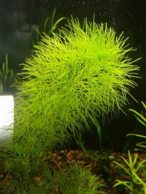 Амбулия, шт